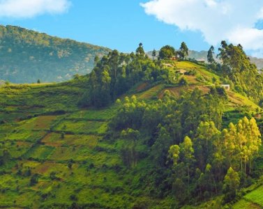 Взгляд на Африку: чай из Уганды