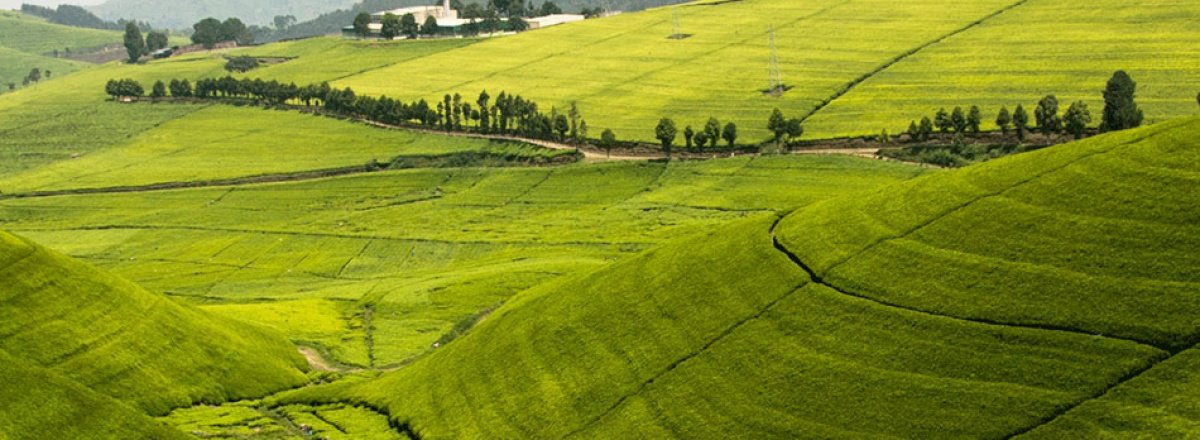 Чай из Земли Тысячи Холмов - Руанды